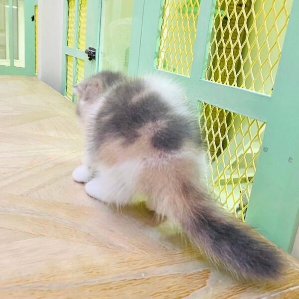 Kucing