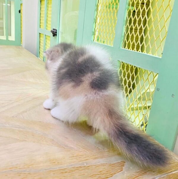 Kucing - Gambar 2
