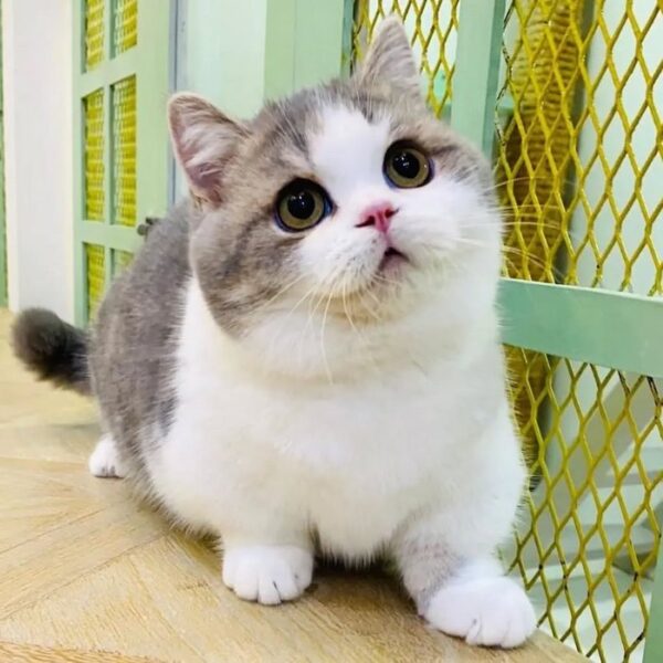 Kucing