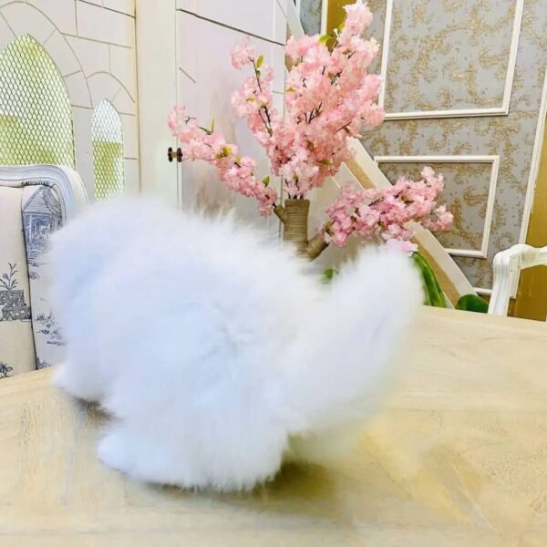 Kucing