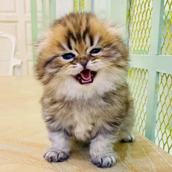 Kucing