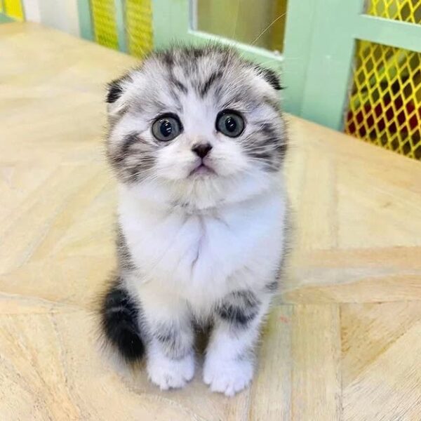 Kucing