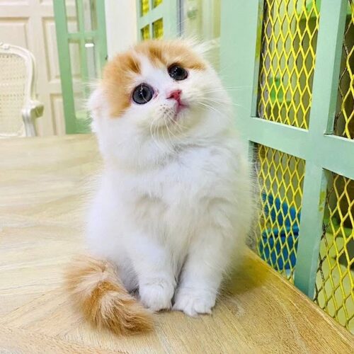 kucing (7)