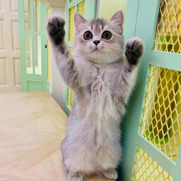 Kucing