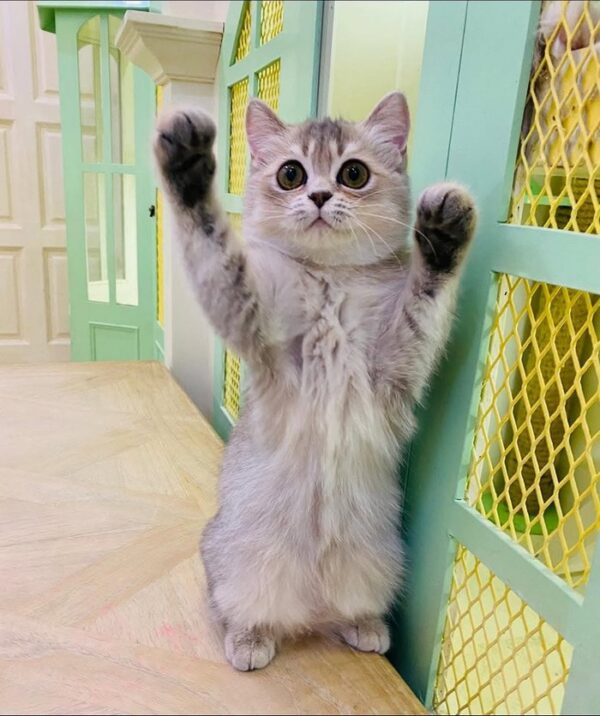 Kucing - Gambar 2