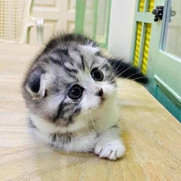 Kucing