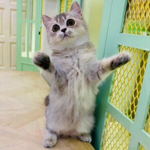 Kucing