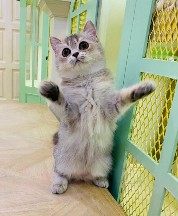Kucing