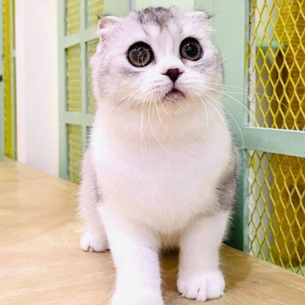 Kucing
