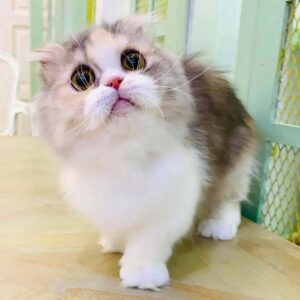 Kucing