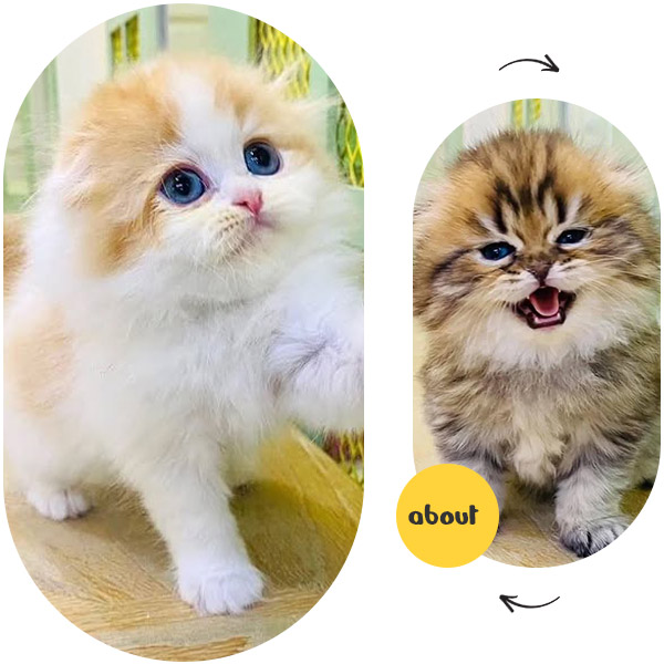 profil-Meowshop-Cattery