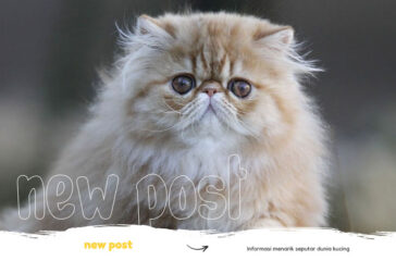 pusat-penjualan-kucing-berbagai-ras