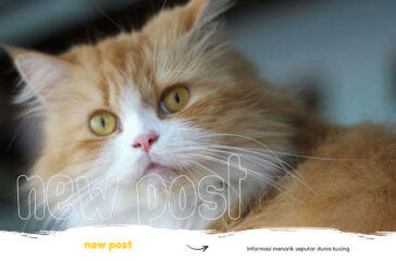 rumah-kucing-surabaya