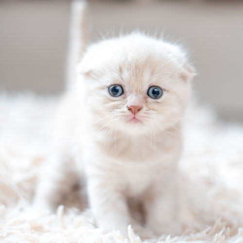 scottish fold