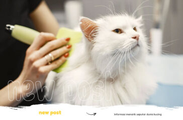 tips-perawatan-kucing
