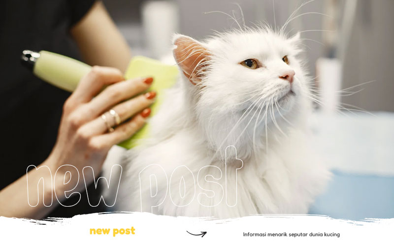 tips-perawatan-kucing